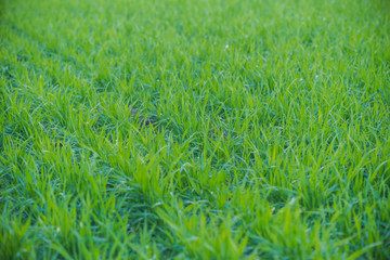 agricultural field in spring sown cereals