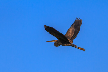 red heron (ardea purpurea)
