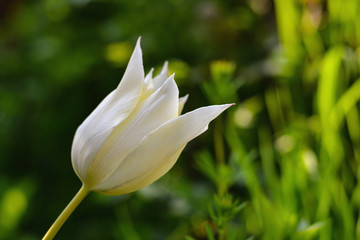 Fototapeta premium White tulip, selective focus