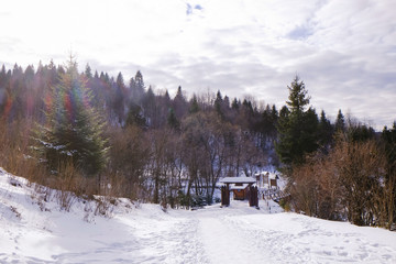 Beautiful forest at resort on winter day