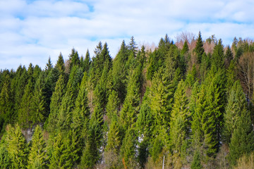 Beautiful forest at resort on winter day