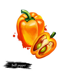 Digital illustration of Bell pepper or Capsicum annuum isolated on white background. Organic healthy food. Yellow vegetable. Hand drawn plant closeup. Clip art illustration. Graphic design element