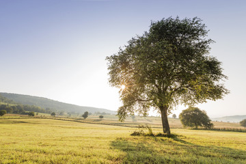 Field and tre