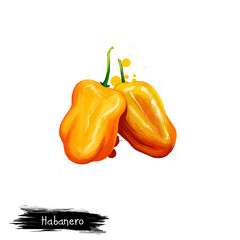 Digital illustration of Habanero, Capsicum chinense pepper isolated on white background. Organic healthy food. Yellow vegetable. Hand drawn plant closeup. Clip art illustration. Graphic design element - obrazy, fototapety, plakaty