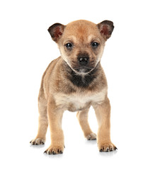 Cute small puppy on white background
