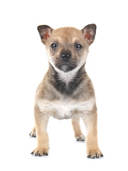 Cute small puppy on white background