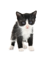 Little kitten on white background