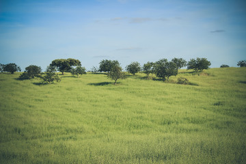 Fototapeta na wymiar Agricultural fields in Alentejo Portugal