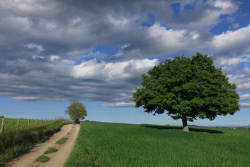 strada di campagna con quercia