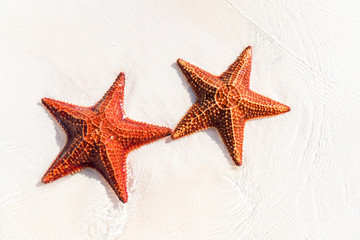 Fototapeta na wymiar Tropical white sand with red starfishes
