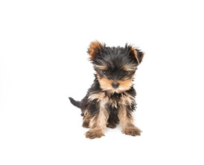 yorkshire terrier puppy the age of 2 month isolated on white