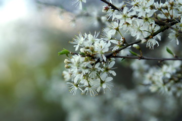 spring flowering of fruit trees focus