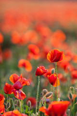 Nature, spring, blooming flowers concept - close-up of industrial farming of poppy flowers in the open ground, active flowering crops on a field of poppies - vertical - empty space for text