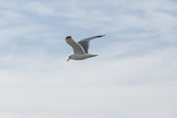 Flying sea gull