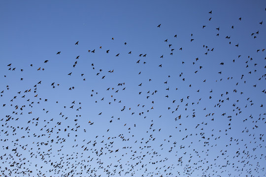 Large flock of birds in flight, blue sky, Tahiti, South Pacific 
