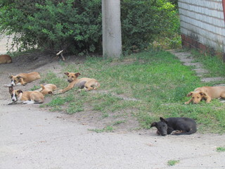 Street dogs lying near garage