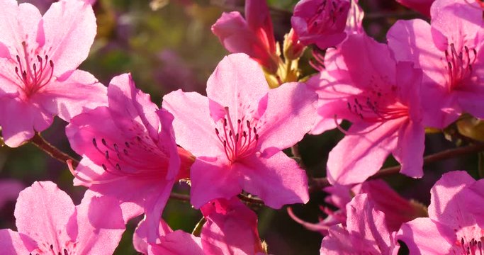 Azaleas with beautiful back light in a garden