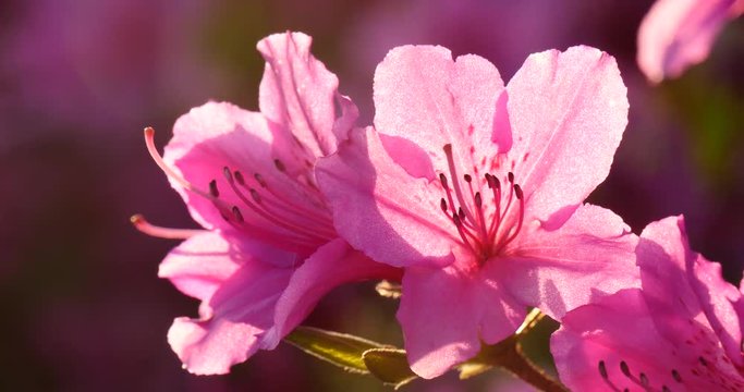 eautiful back light over the azalea flower.
