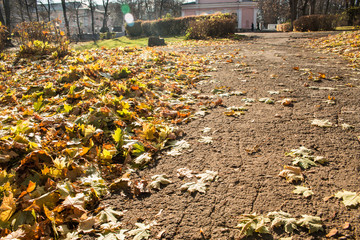 Asphalt path of autumn park with fallen leaves close.