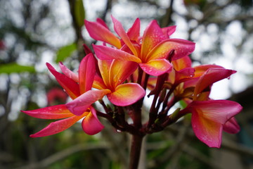 Fragrant orange and pink plumeria frangipani flowers