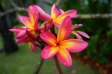 Photo sur Plexiglas Frangipanier Fragrant orange and pink plumeria frangipani flowers