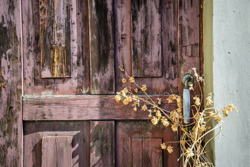 Old abandoned door with dried hops