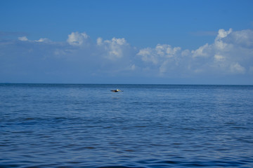 Obraz premium Caza tu comida. 