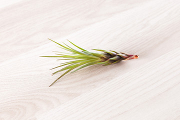 Tillandsia air plant isolated on wooden background 