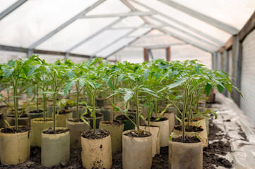 Young tomato plants in pots, natural organic farming in soil. Selective focus.