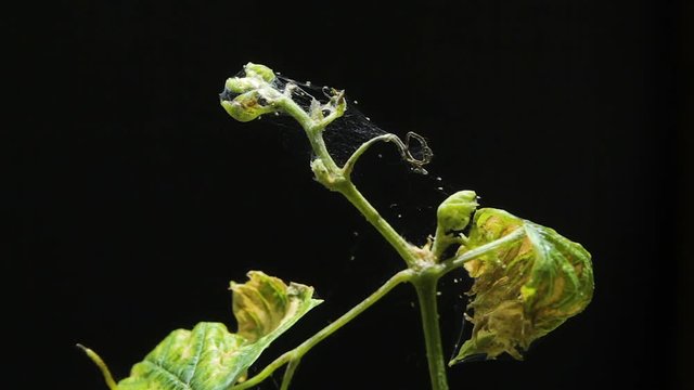 A spider mite parasitizes on a young germ of grapes, isolated on a black background.