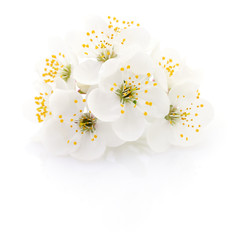 Fototapeta na wymiar Cherry flower on white