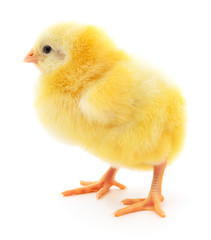 Small yellow chicken