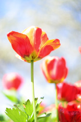 Red tulips flowers.