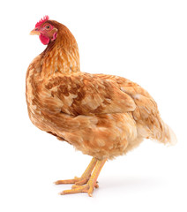 Brown hen isolated.