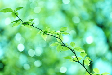 新緑　若葉　水玉