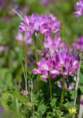 Pretty flowers of Chinese milk vetch