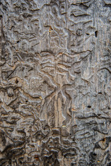 The intricate texture of old wooden wall