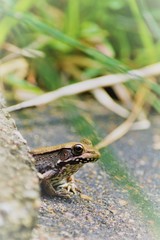 Toad