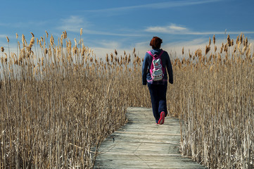 Hiking on a swamp / woman walking on a wooden walkway in Cape Cod