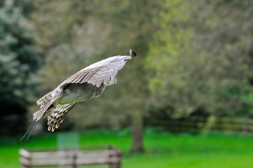 owl in flight during falconry display
