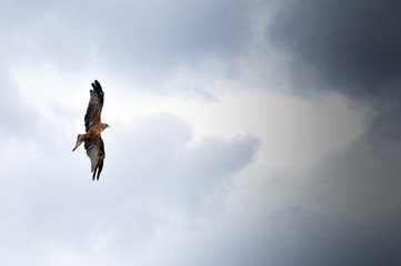 Bird in flight, eagle hawk during a falconry display