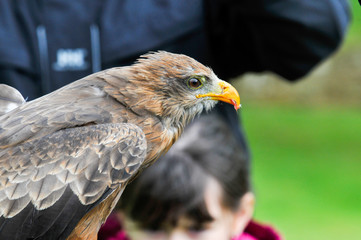 eagle hawk close up during a falconry display