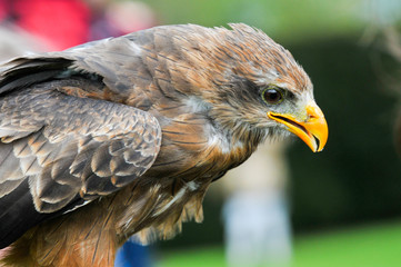 eagle hawk close up during a falconry display