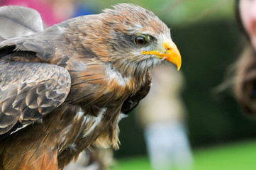 Bird of prey, eagle hawk close up during a falconry display