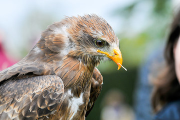 Bird of prey, eagle hawk close up during a falconry display
