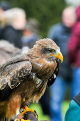 Bird of prey, eagle hawk close up during a falconry display