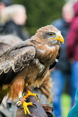 Bird of prey, eagle hawk close up during a falconry display