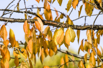 Kirschbaum im Herbst, Österreich, Niederösterreich, Wachau, We