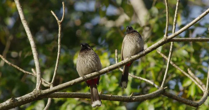 Indian Red Vented Bulbul bird sits on a branch in Northern India. 