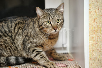 Frightened tabby cat